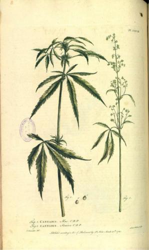 cbdsuisse-cbd-cannabisculture-cbdlife-cannabismedicinal-swisscbd-cannabis-marijuana-weed-hemp-swisscannabis-cannabislegal-swissmade-medicalmarijuana-cbdhemp-cbdhanf-swisshemp-32